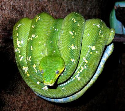 Zeleni drevesni piton